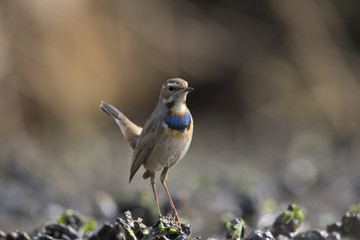 Beautiful Bluethroat bird