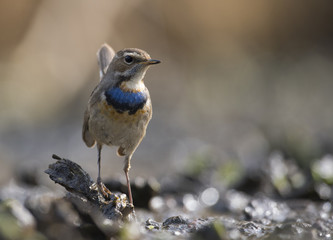 Beautiful Bluethroat bird