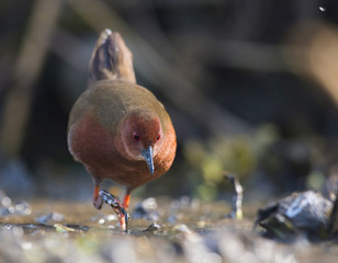 Ruddy-breasted crake