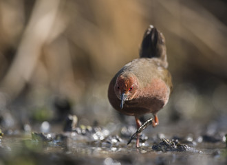 Ruddy-breasted crake