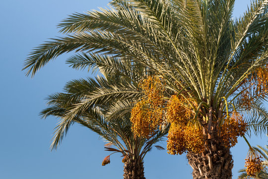 the tops of date palms with a harvest of dates against a clear clear blue sky