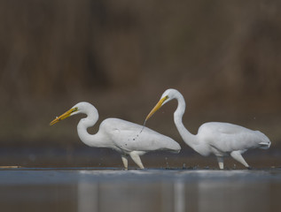 Fototapeta premium The Great White Egrets Hunting