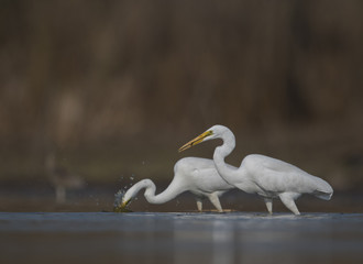 The Great egrets Fishing in Pond