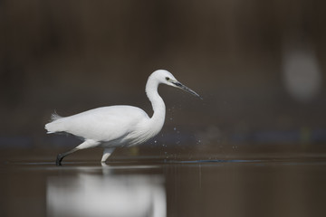 Little Egret fishing