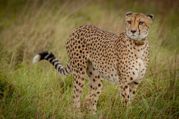 The Elusive Cheetah