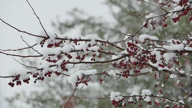 wild red barry on tree branch in snow storm large snowflakes falling