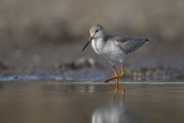 Common redshank ( Tringa totanus)