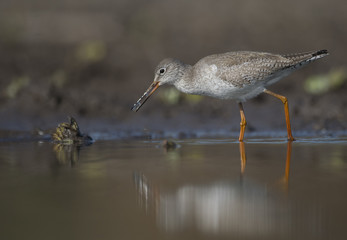 Common redshank ( Tringa totanus)