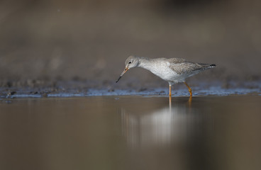 Common redshank ( Tringa totanus)