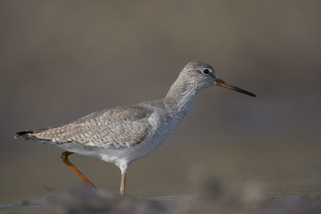 The Common redshank