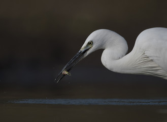 Little Egret with fish