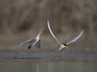 The River tern