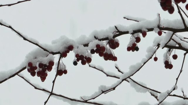wild red barry on tree branch in snow storm  