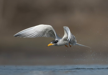 The River tern