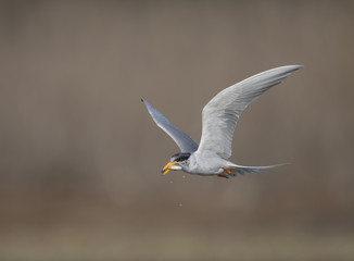 Tern withfish 
