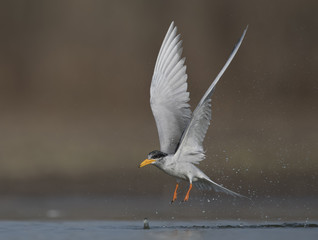 The River tern