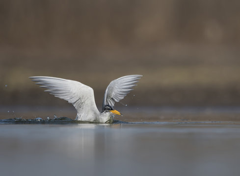 The River tern bird coming out from water after a dive for fish