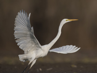 The Great White Egret