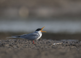 The River tern