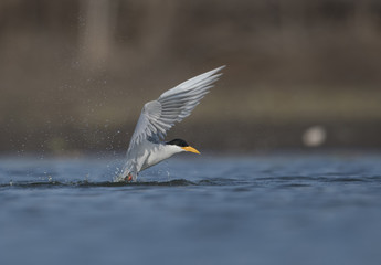 The River tern