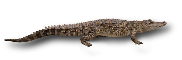 Walking crocodile isolated on white background with clipping path