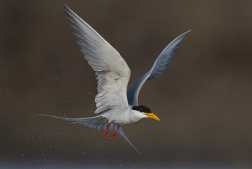 The River tern