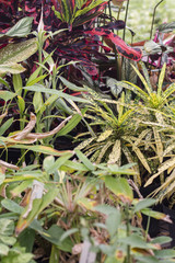 Ornaments on leaves of plants.