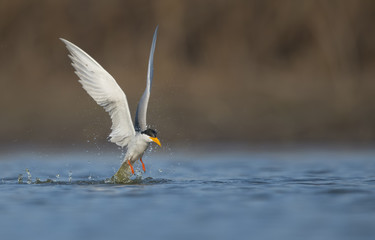 The River tern