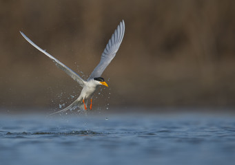 The River tern