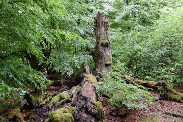 Urwald an der Sababurg