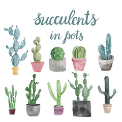Set of cactus and succulents isolated on white background. © margolana