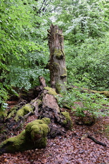 Urwald an der Sababurg