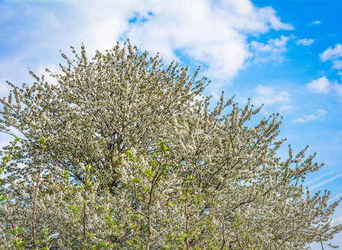 Cherry tree blossom against a cloudy blue sky in springtime
