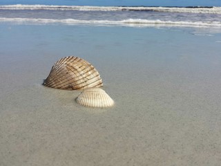 Seashells on ocean background in Atlantic coast of North Florida