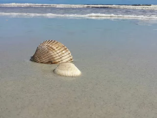 Seashells on ocean background in Atlantic coast of North Florida