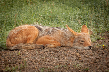 Black Backed Jackal