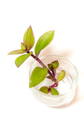 River spiderwort and rooting in water, Herb plant in the glass