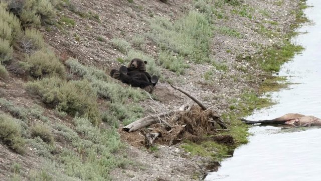 a grizzly bear lies on its back beside an elk carcass in hayden valley of yellowstone national park, usa