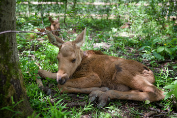 маленький лось отдыхает в лесу