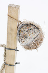 Suspended coconut stuffed with maize and seeds for birds.