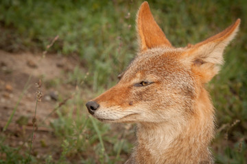 Black Backed Jackal