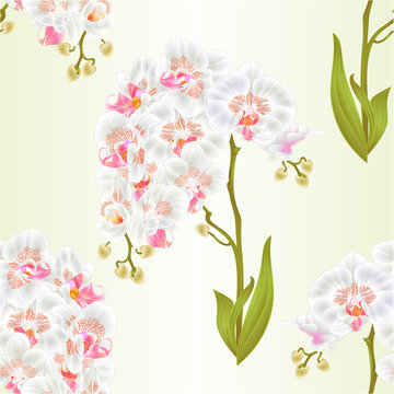 Seamless texture branches orchid Phalaenopsis  white flowers and leaves tropical plants  stem and buds on a white background vintage vector botanical illustration for design editable hand draw