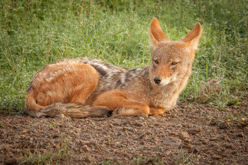 Black Backed Jackal