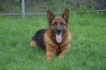 Немецкая овчарка
