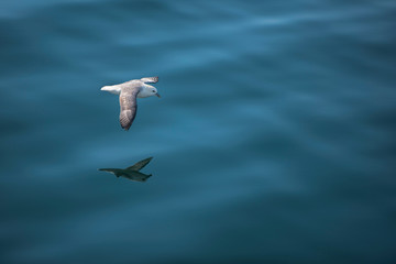 Goeland in flight over water