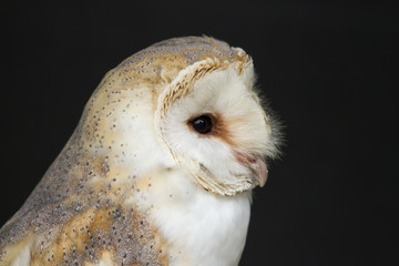 Photo portrait of a Barn owl