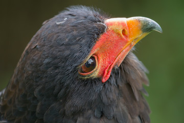 photo portrait of a Bateleur eagle