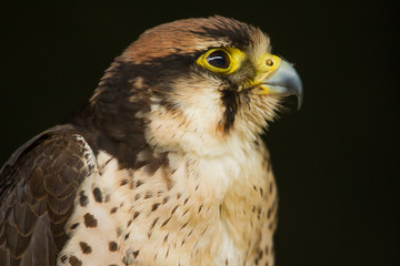 Photo portrait of a Lanner falcon 