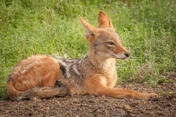 Black Backed Jackal