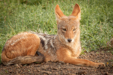 Obraz premium Black Backed Jackal